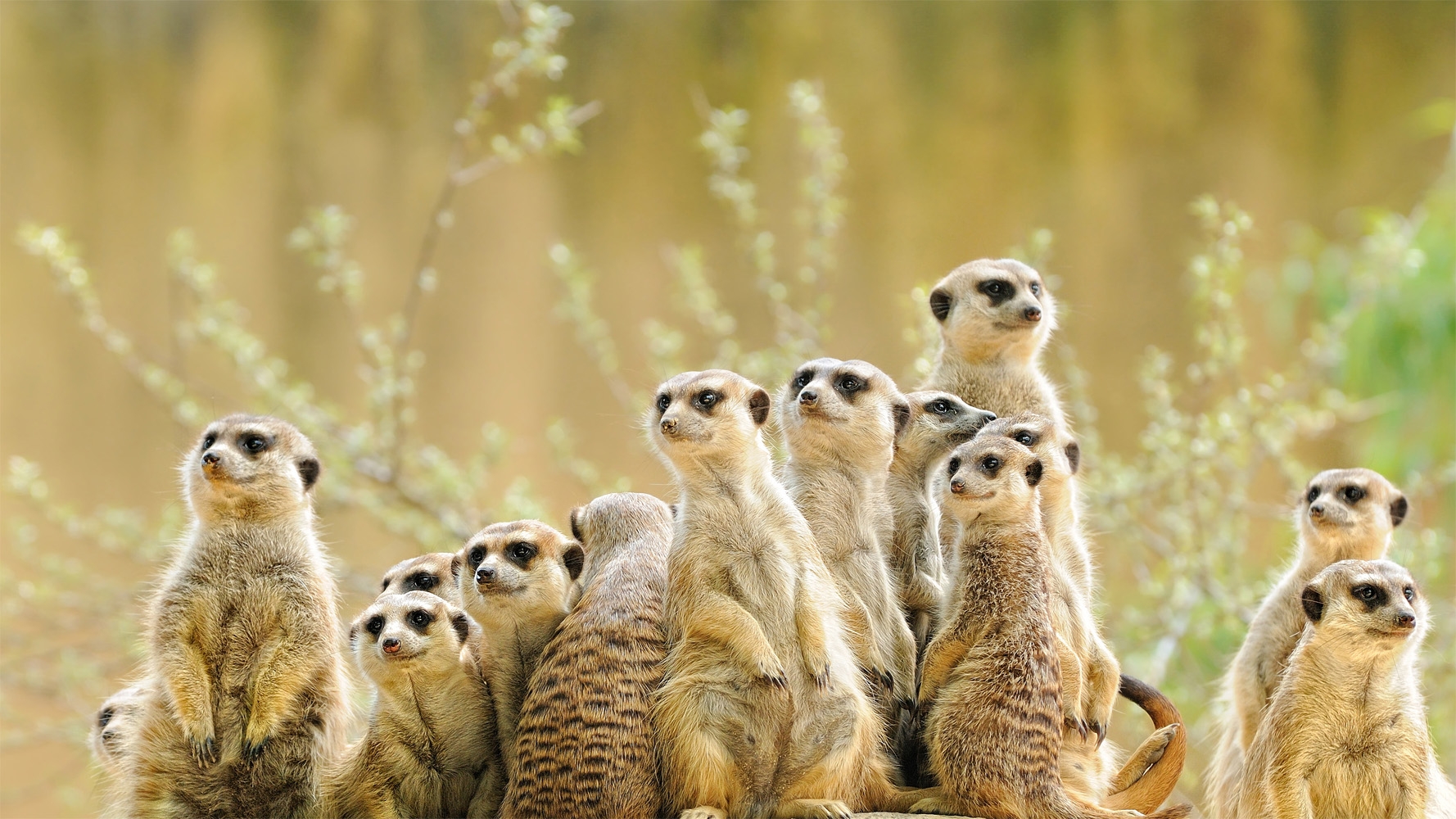 Meerkat family huddled together