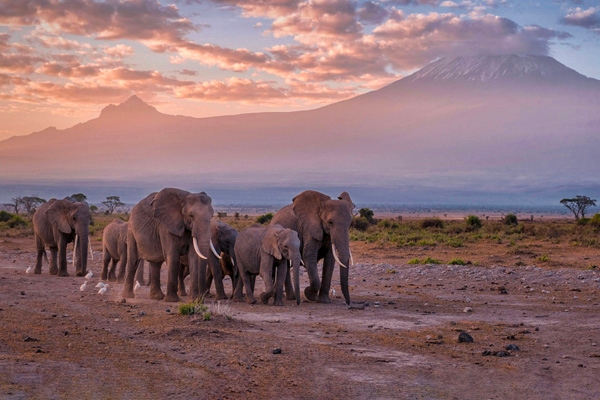 Herd of elephant in Amboseli National park, with Mt. Kilimanjaro in the background