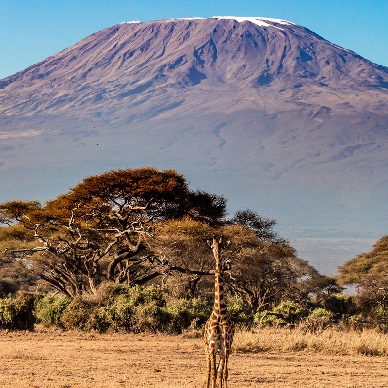 Giraffe at the Amboseli National Park, with Mt Kilimanjaro in the background