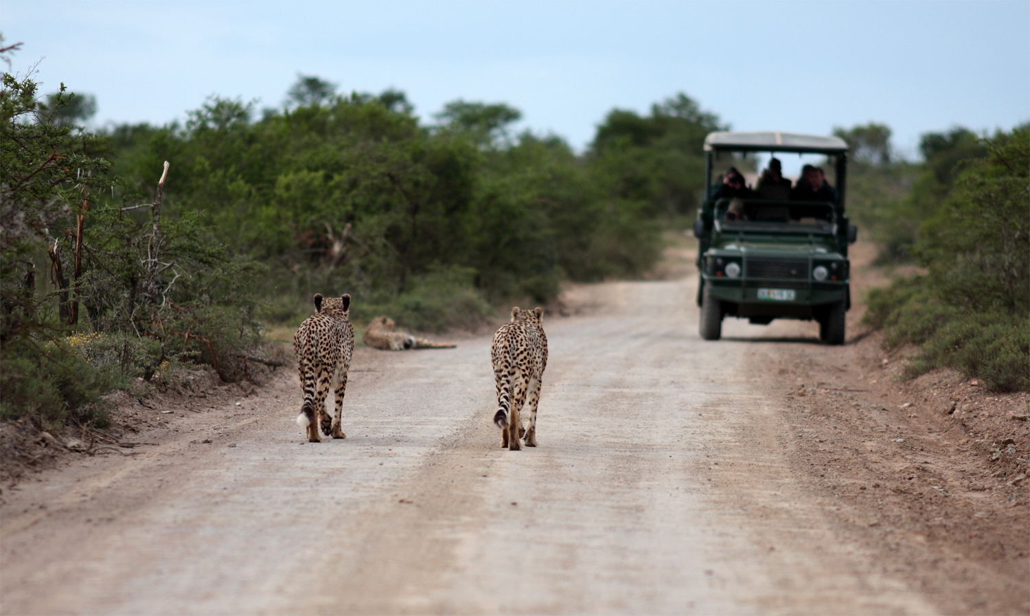 Wild cheetahs on a National Park Road