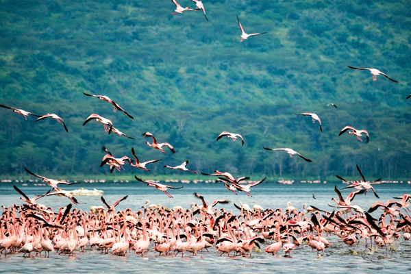 Sea of Flamingos on the shores of Lake Nakuru