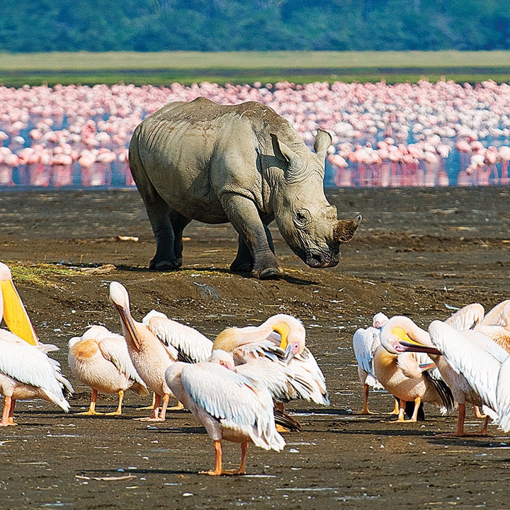 Rhino, with a sea of flamingos behind him at Lake Nakuru