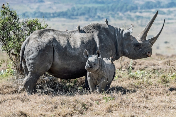 Rhino mother and calf, on the plains of Lewa Wildlife Conservancy