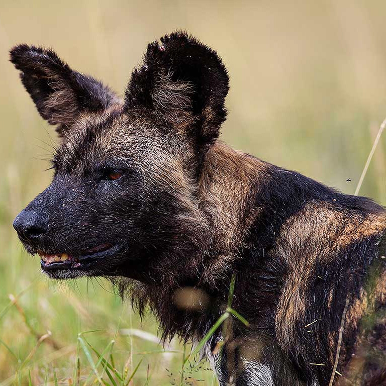 African Wild Dog