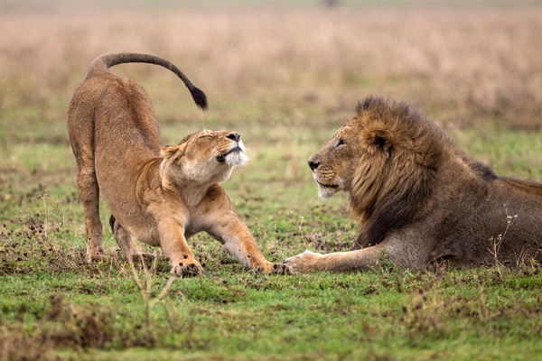 Lioness stretching on the plains of Maasai Mara