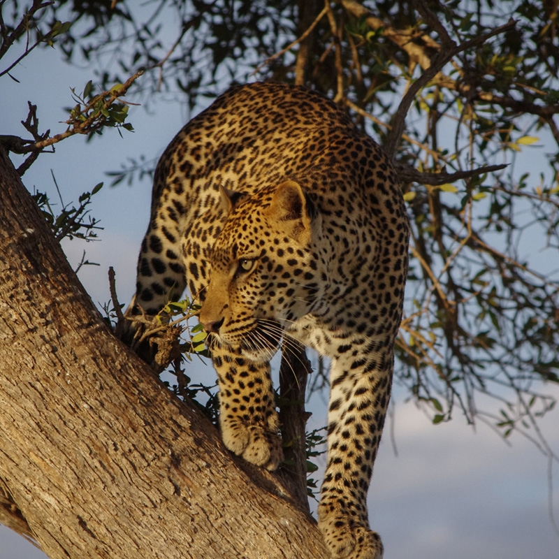 Leopard standing on a tree branch