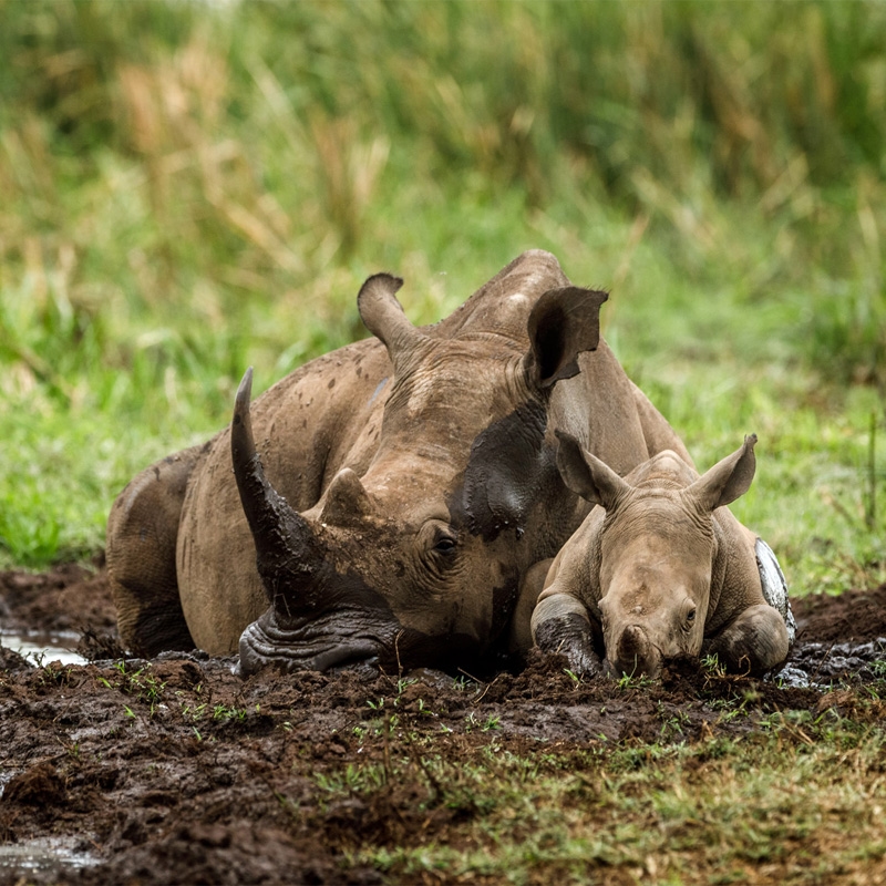 Rhino and Calf