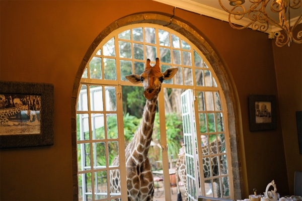 Giraffe peeping through the window, at the Giraffe Manor