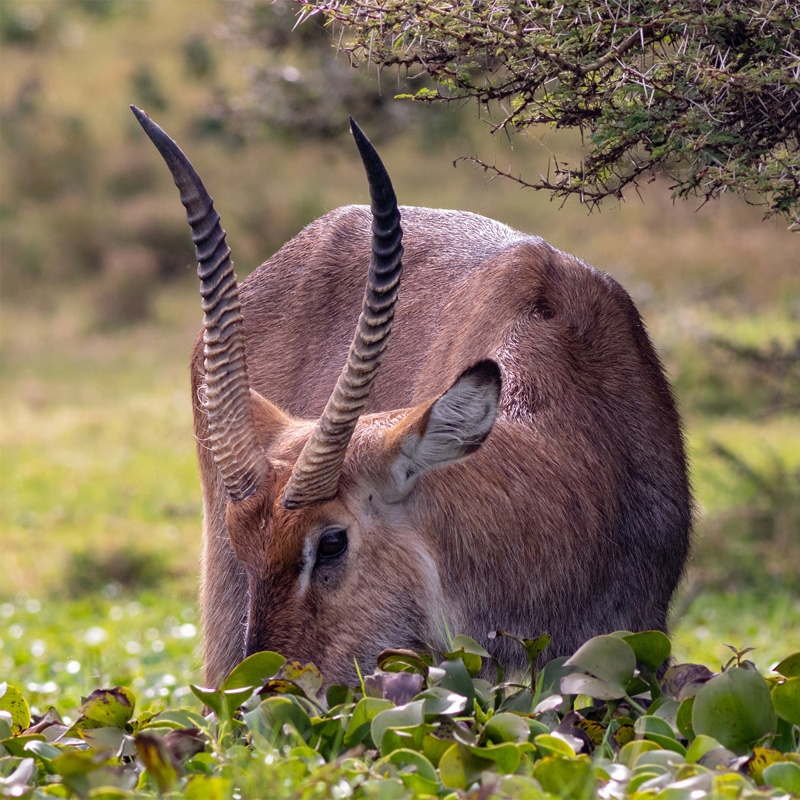 Nairobi City