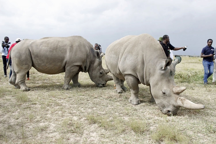 Pair of Rhinos