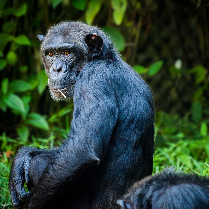 A Chimpanzee