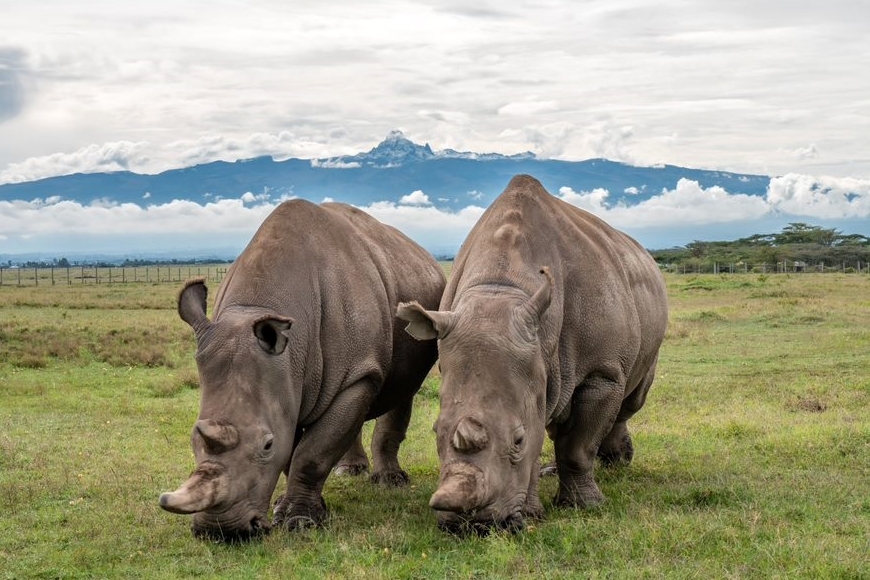 Pair of Rhinos