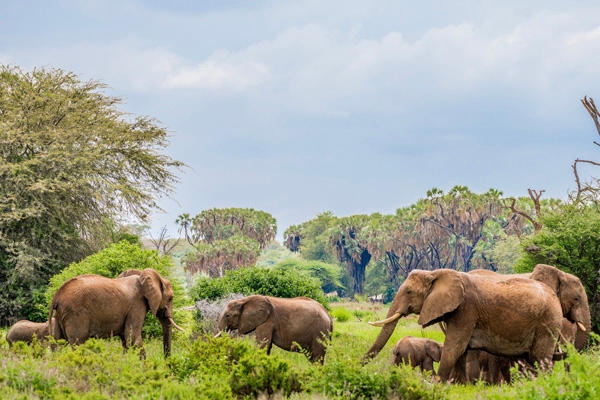 Herd of Elephant foraging in the Samburu National Reserve thicket