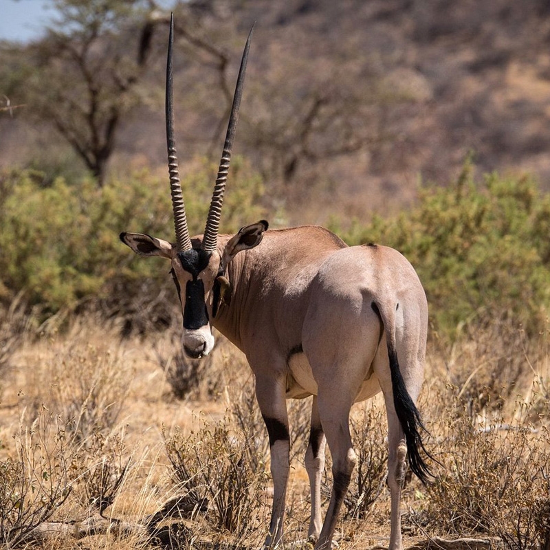 Oryx at Samburu National Reserve