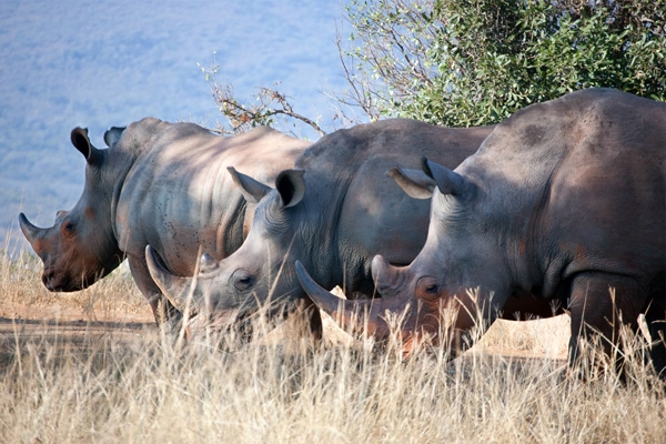 Trio of Black Rhinos