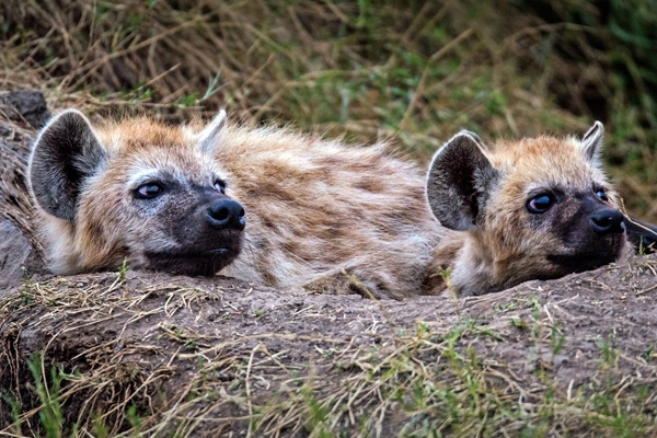 Pair of hyenas keenly observing the wild