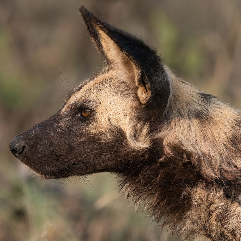 African Wild Dog