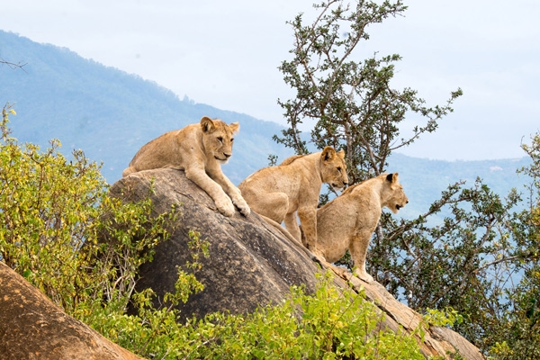 Pride of lionesses perched up on a rock in Tsavo National Park