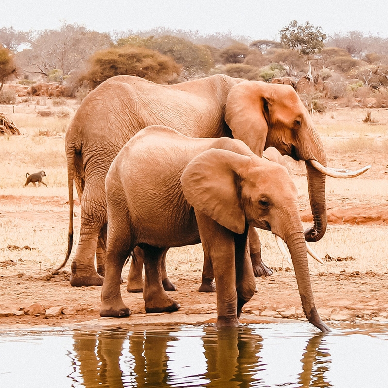 Elephants by a waterhole