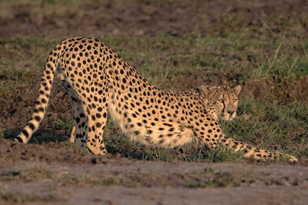 Male Cheetah stretching before a run