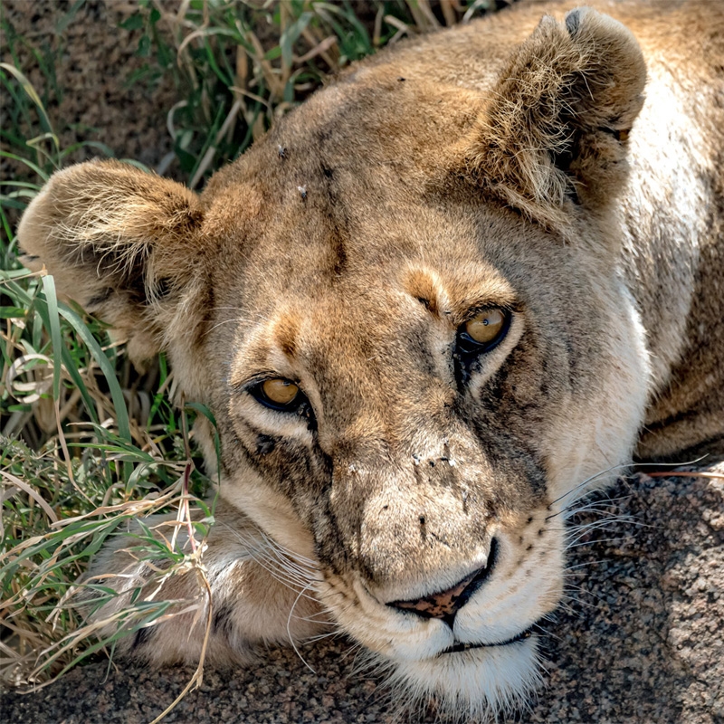 Lioness