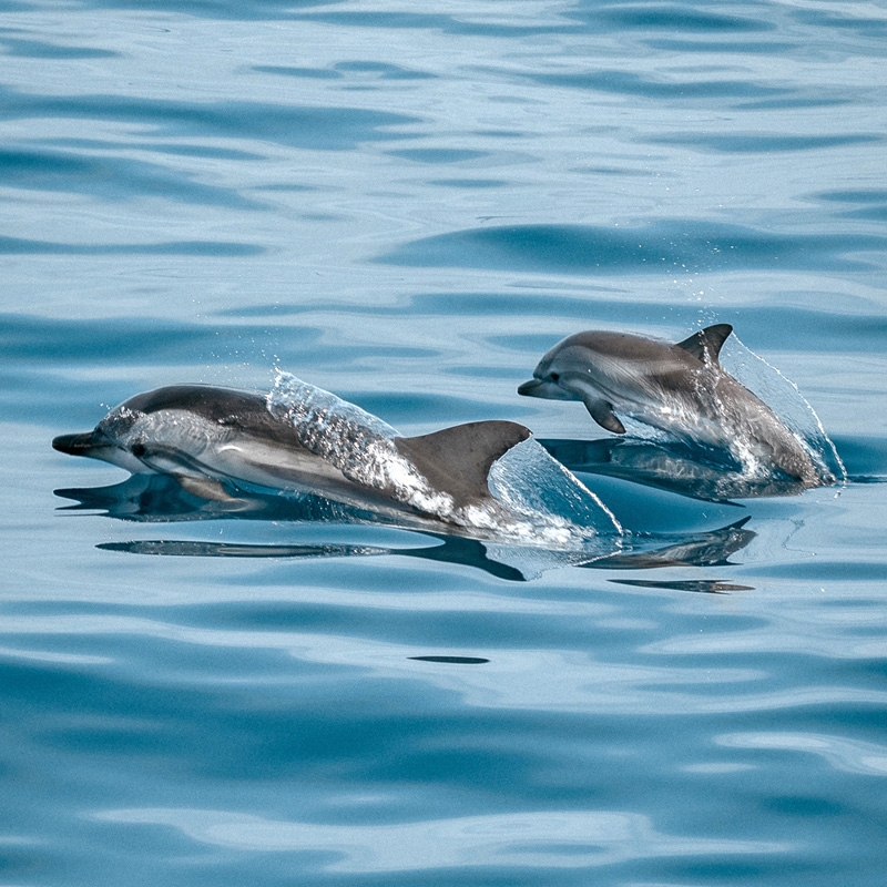 Pair of dolphins in the ocean