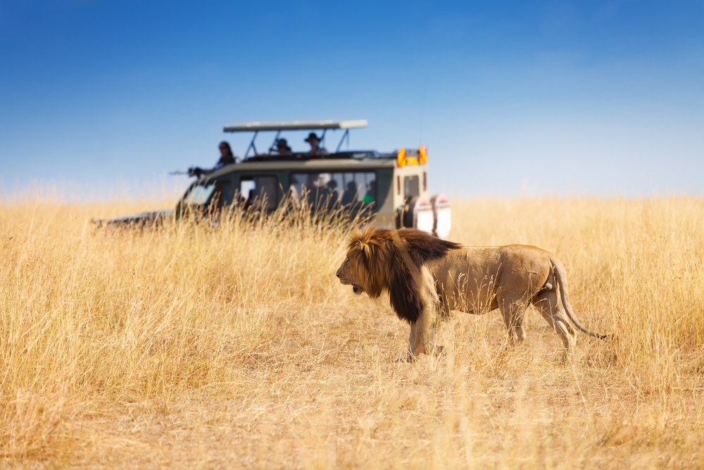 Tourists observe Wild Lion while on Safari