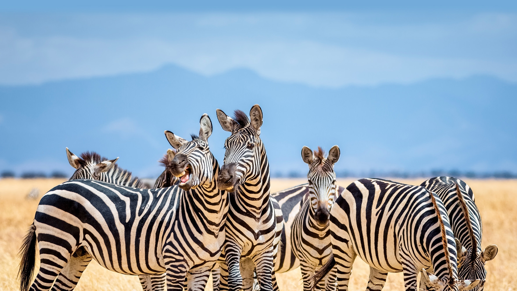 Zebra duo smiling at the camera