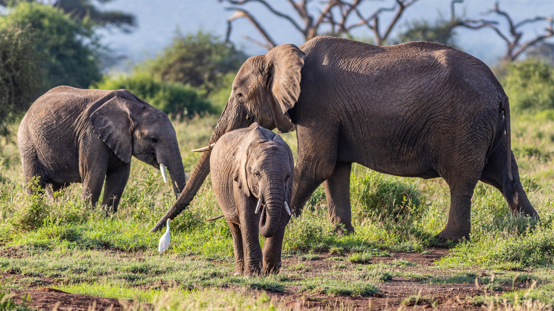 Elephant Herd in Amboseli