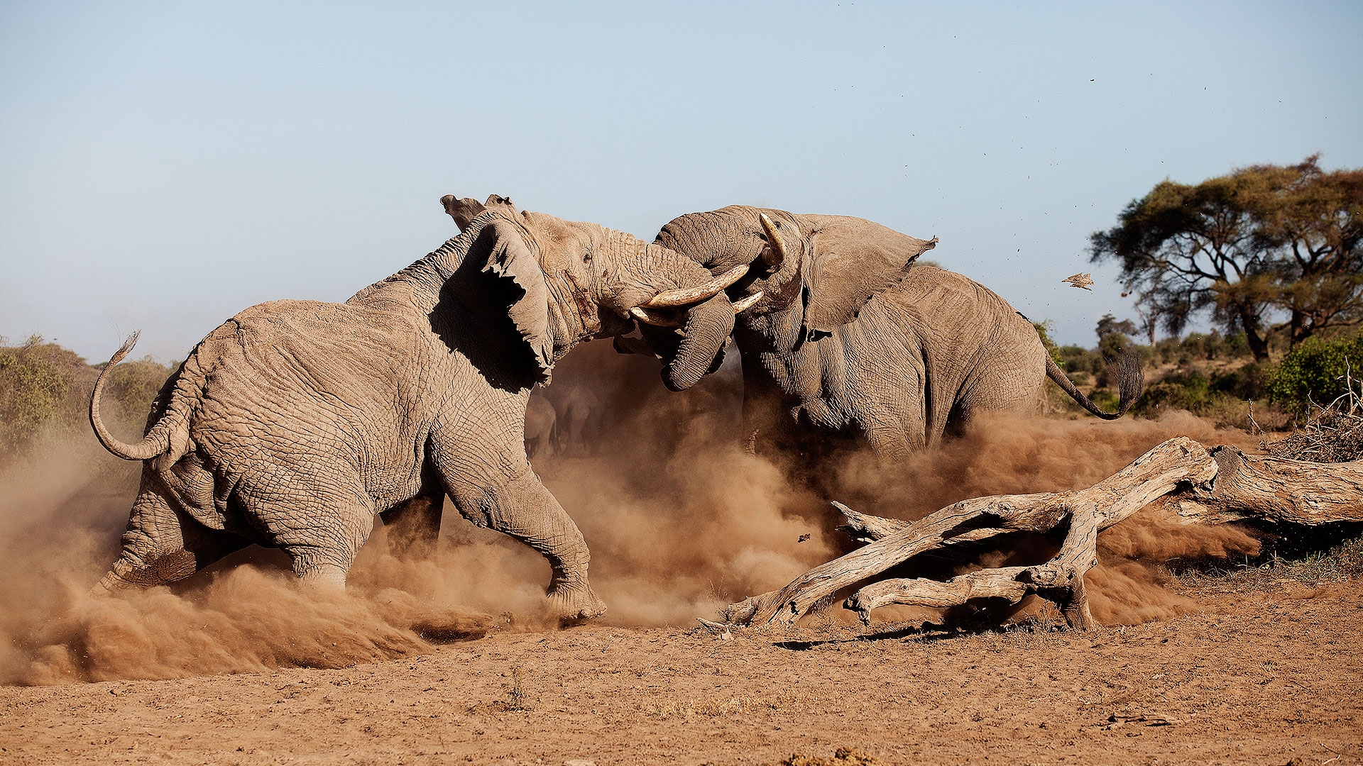 Two Bull Elephants Fighting