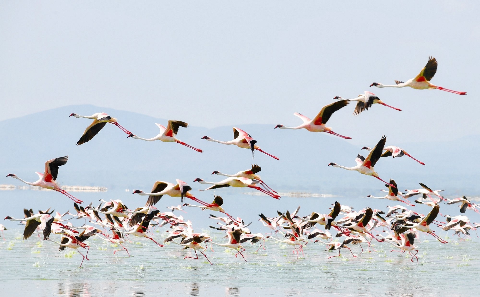 Flock of flamingo taking off from Lake Nakuru