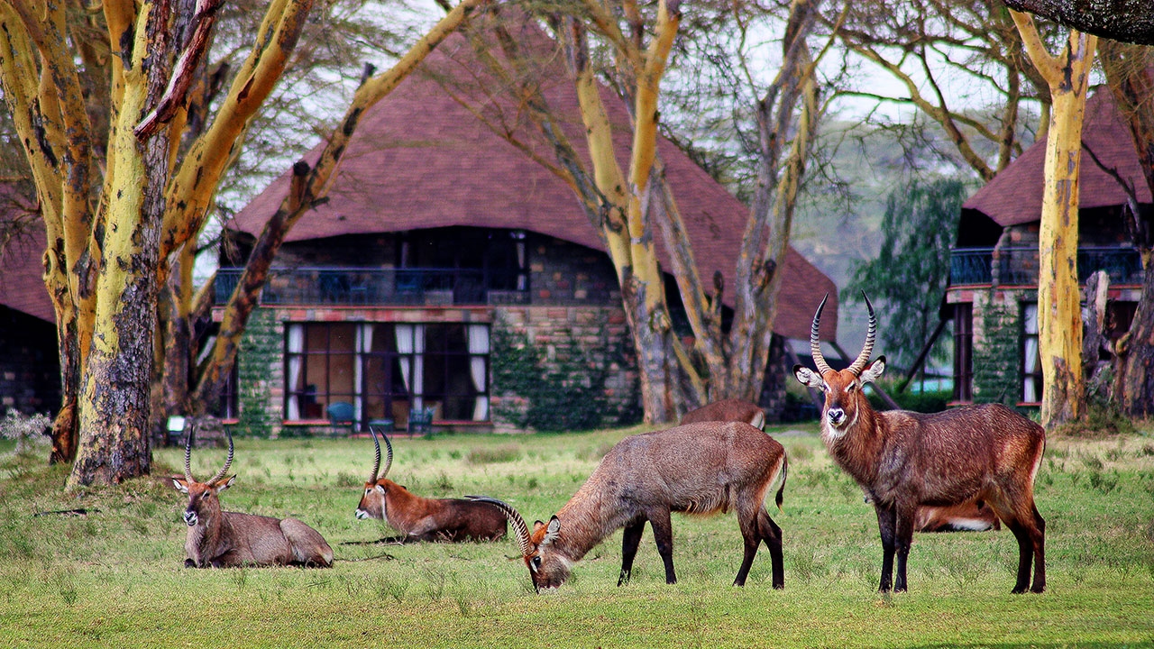 Lake Naivasha Sopa Resort