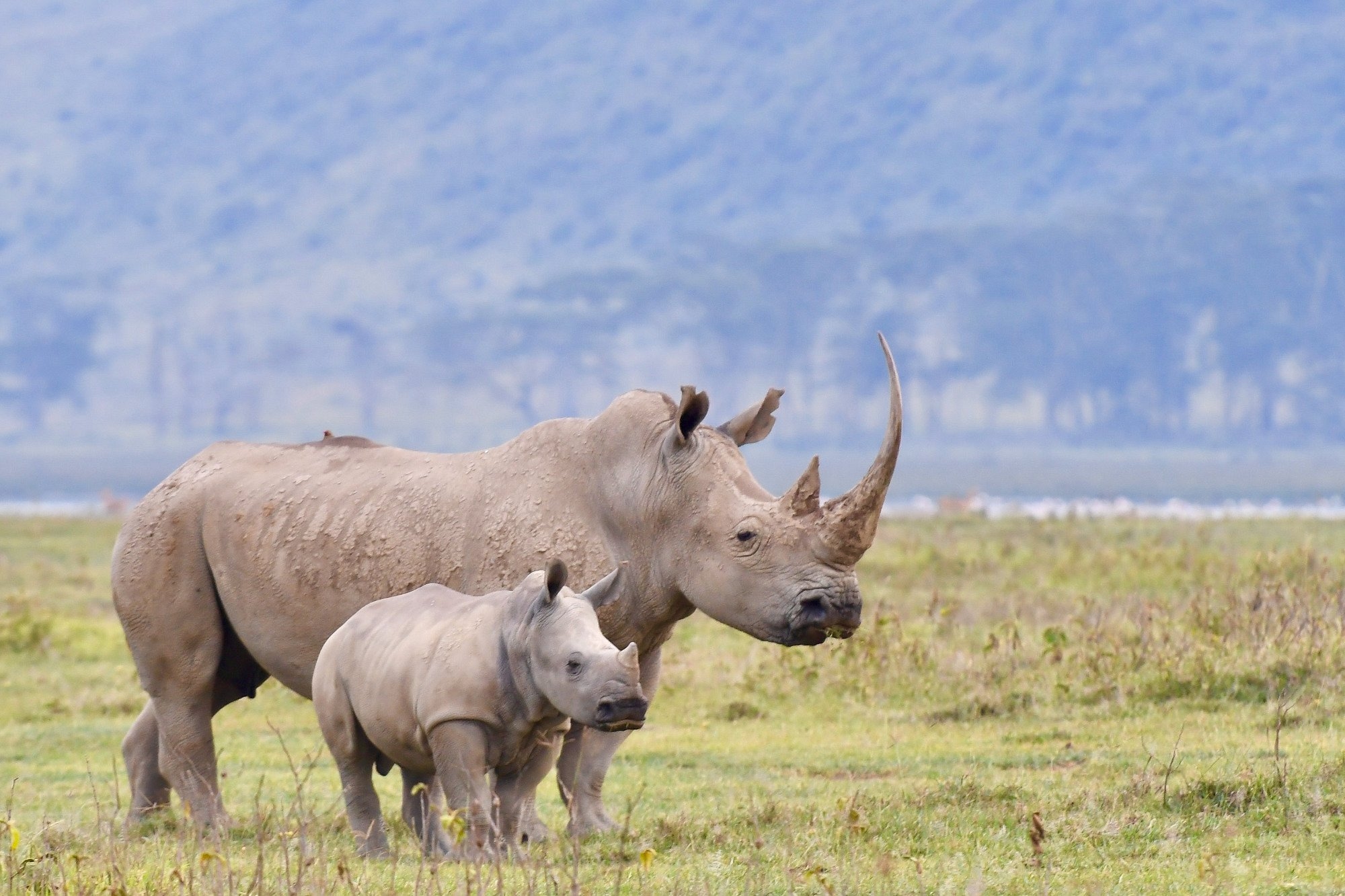 Rhino mother and baby, at Lake Nakuru