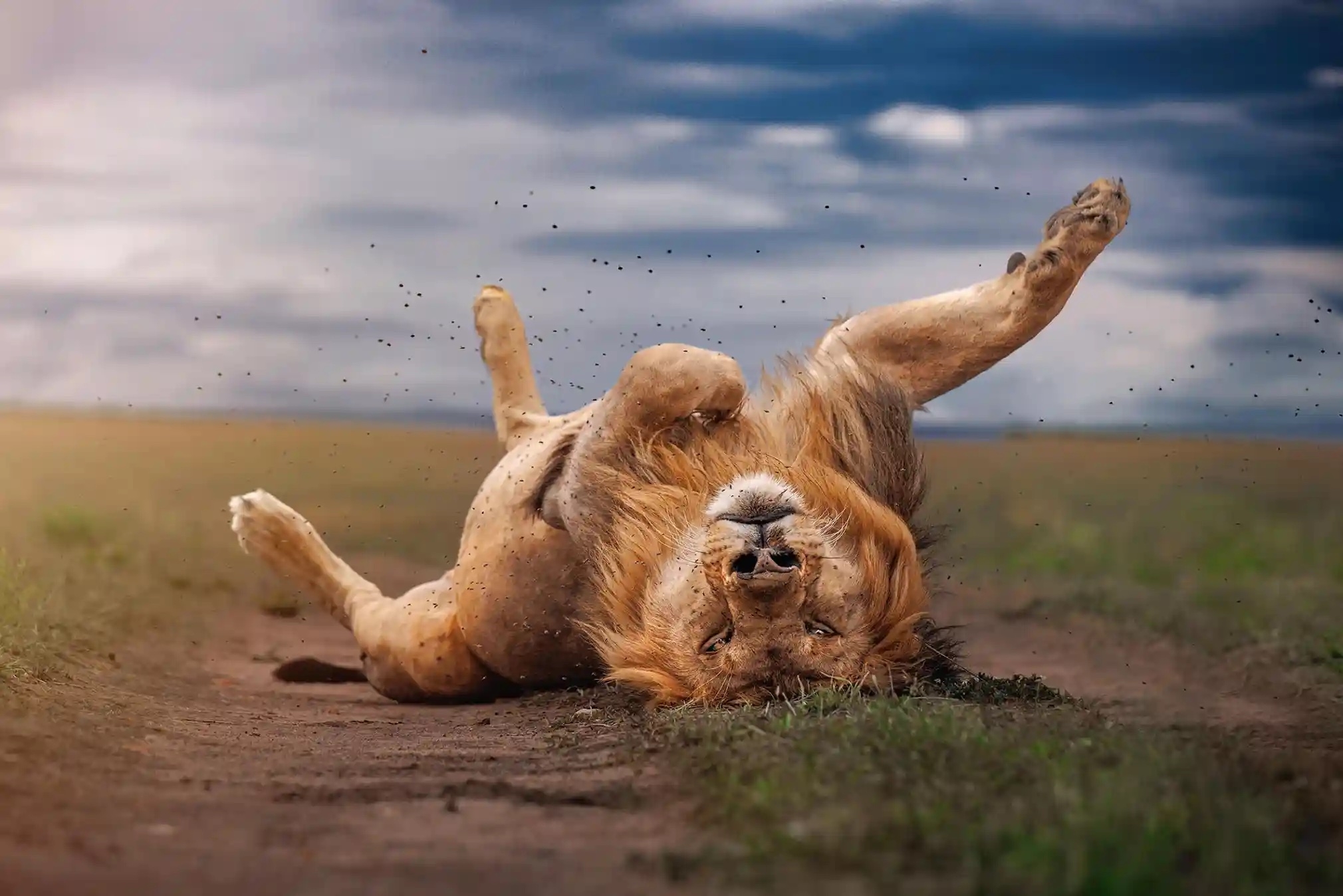 Playful lion rolling around in the wet ground