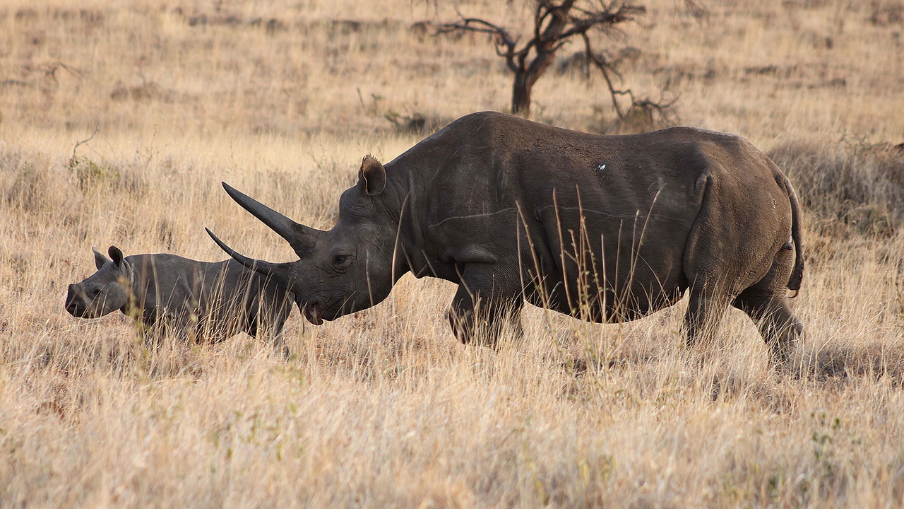 Rhino mother and baby, Lewa Conservancy