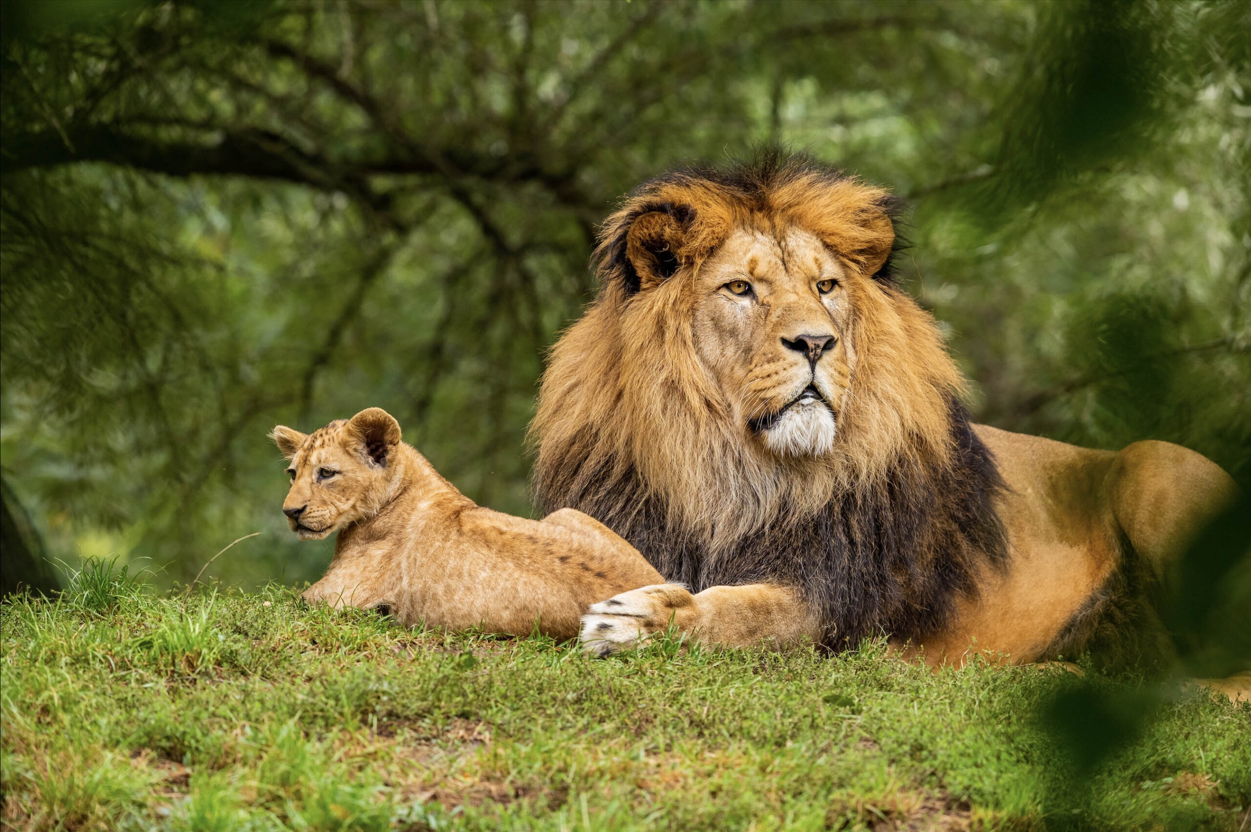 Lion and Cub