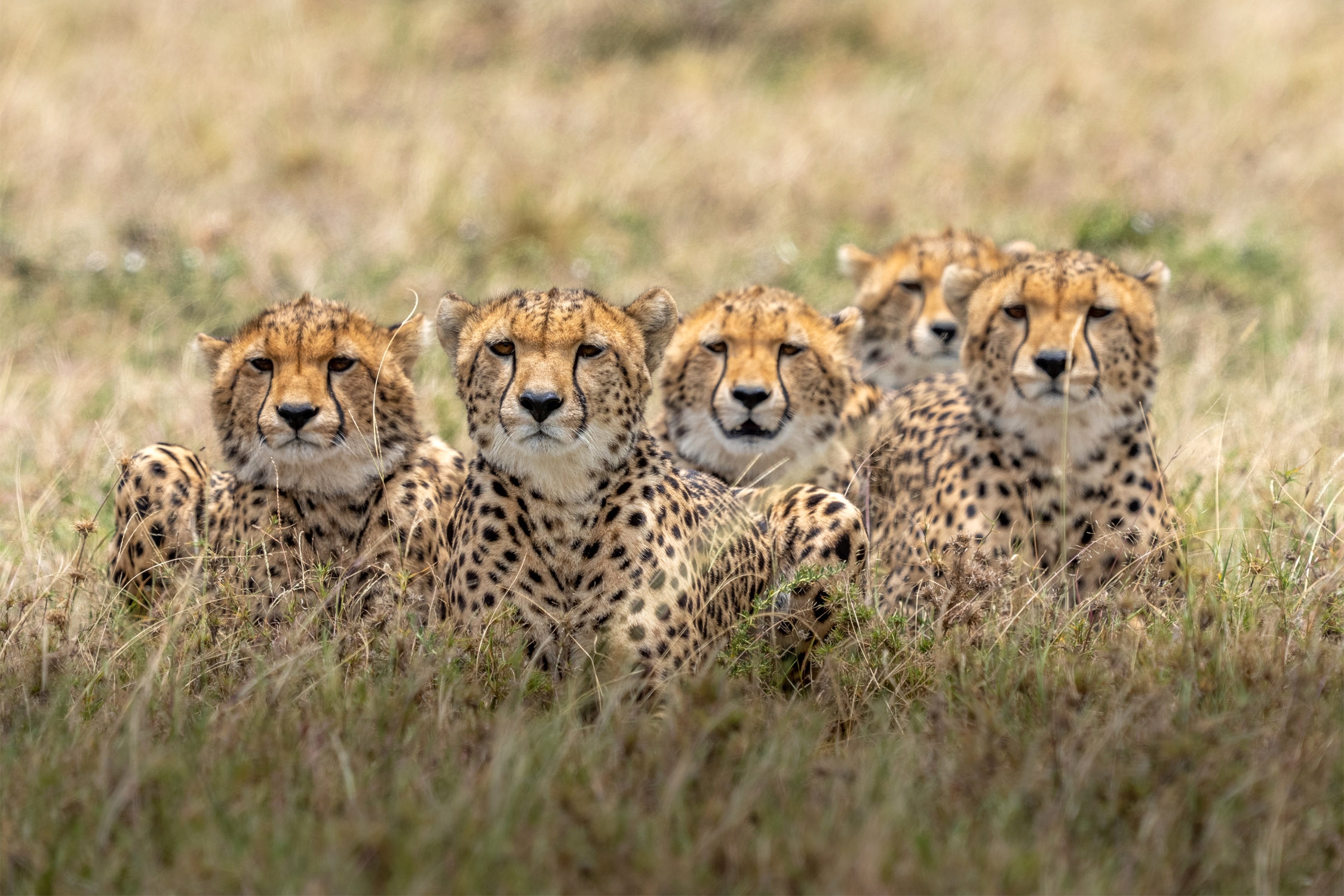 Group of Cheetah