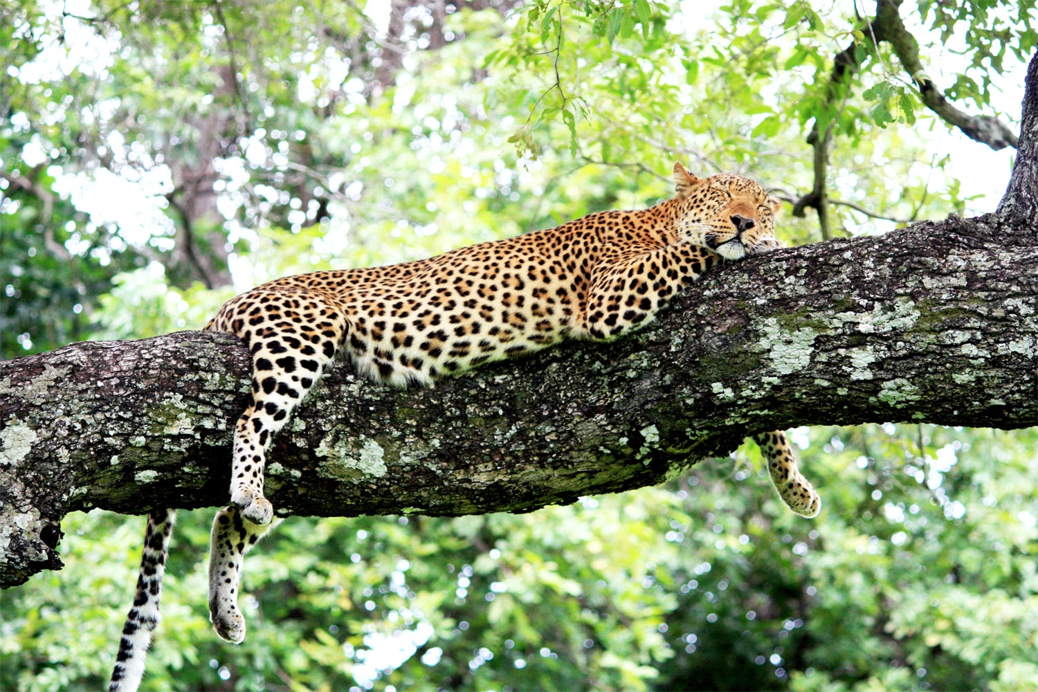 Leopard snoozing on a tree branch