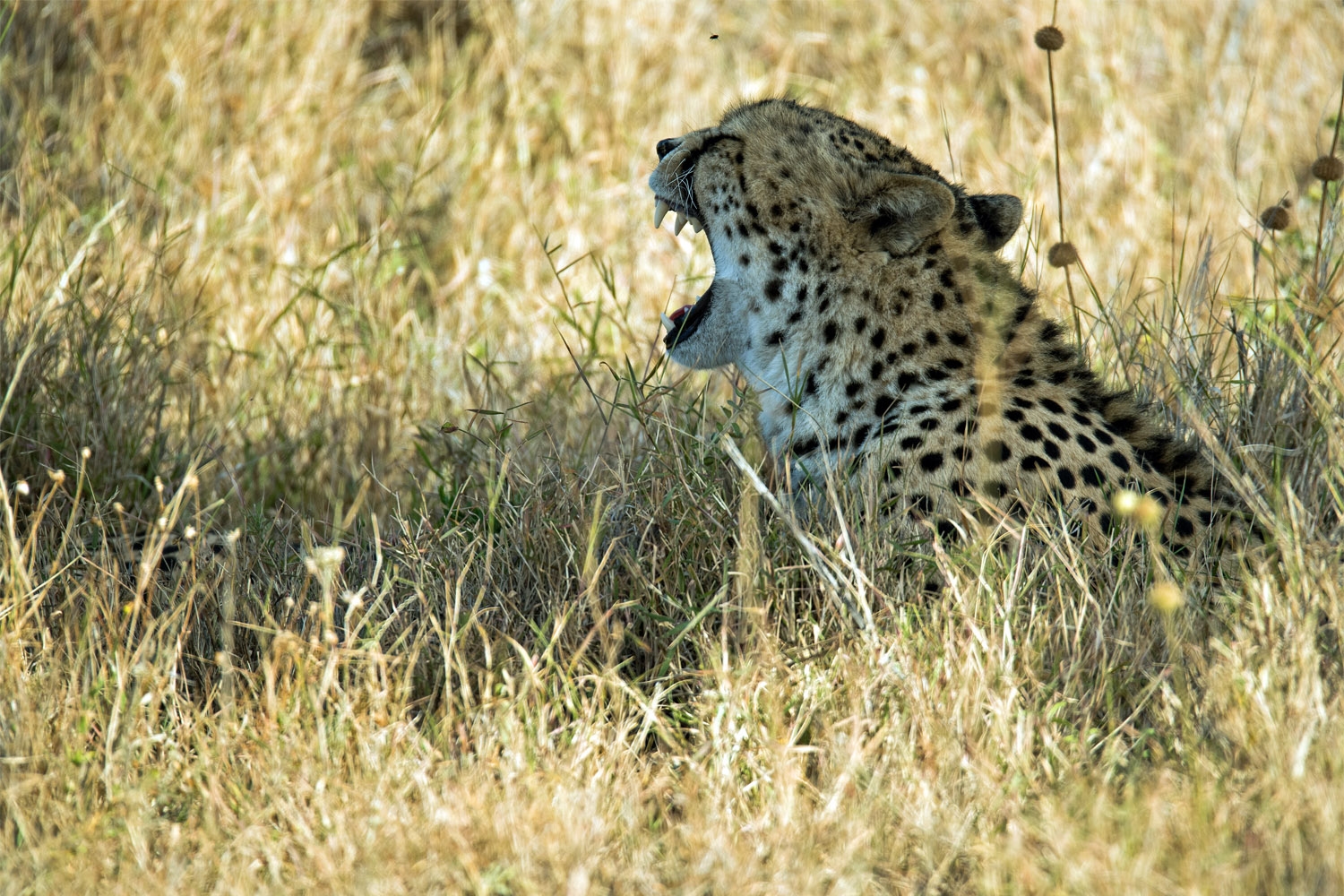 Cheetah in the Maasai Mara