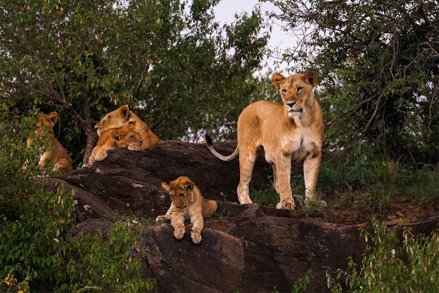 Lion pride on a rocky cliff