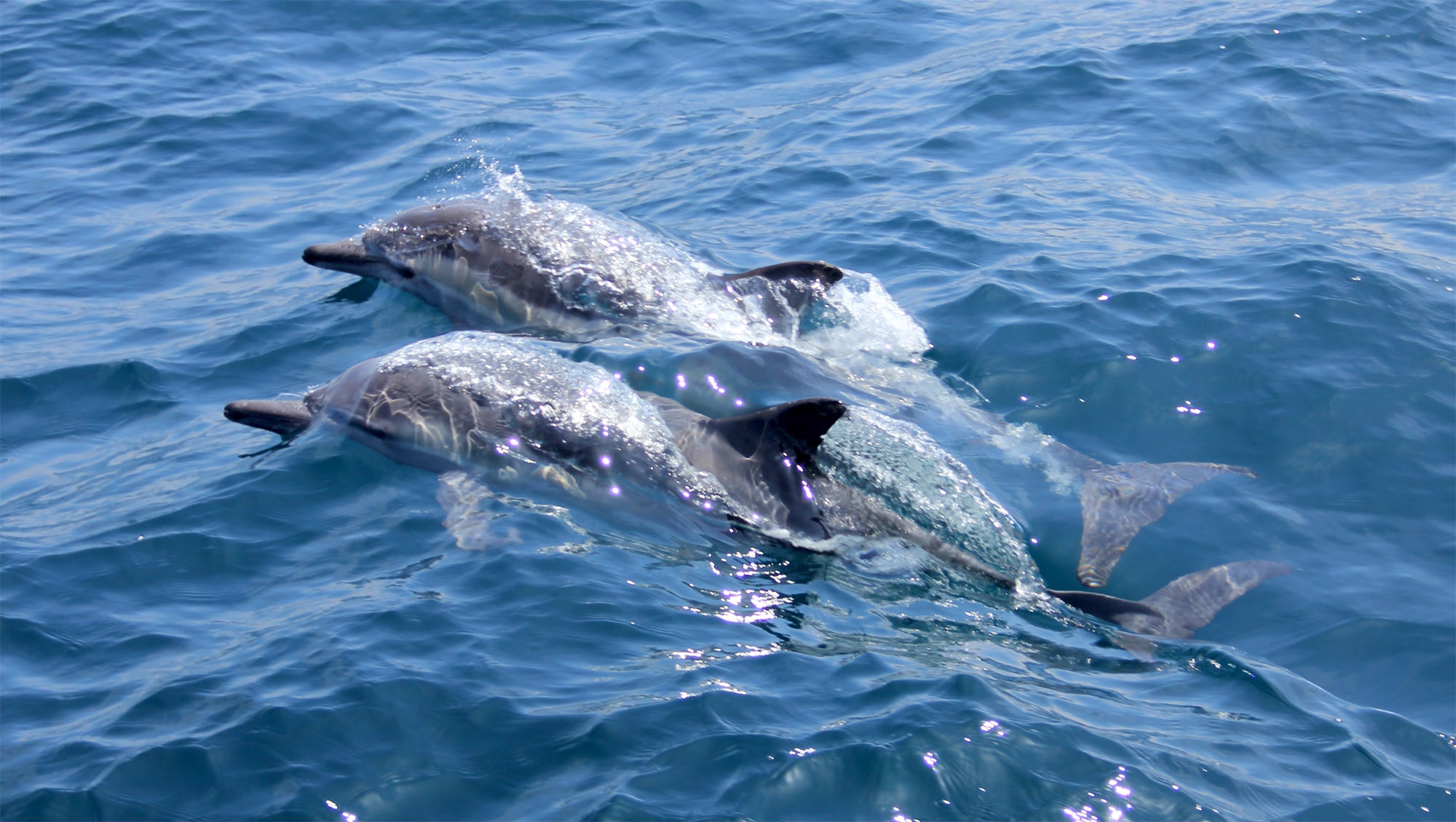 Pair of dolphins in the ocean