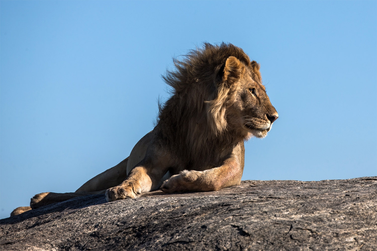 Lion on a rock