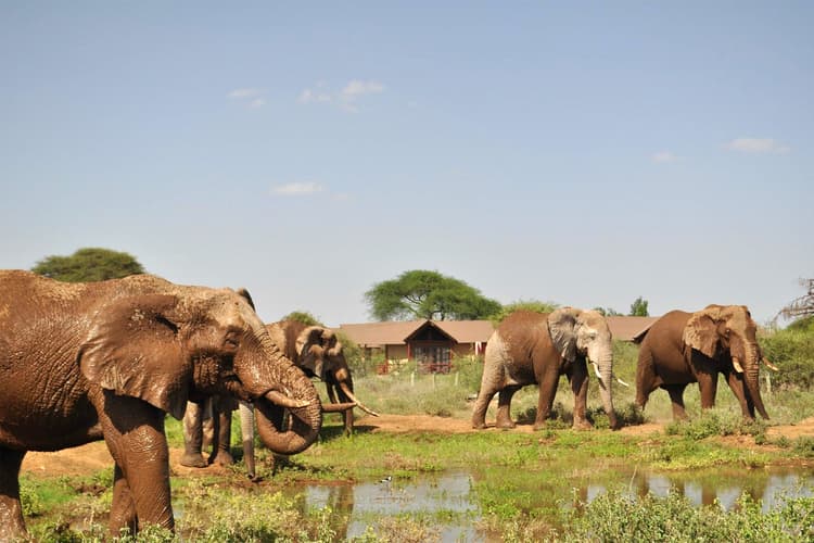 Elephants quench their thirst at Kilima Safari Camp, Amboseli National Park