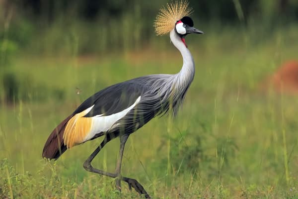 Crested Crane at Amboseli National Park