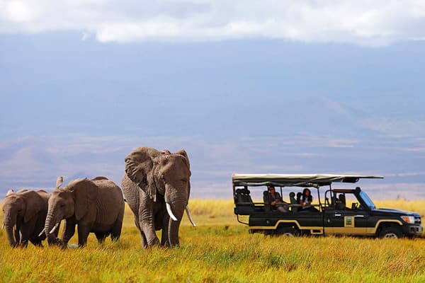 Tourists observe a herd of elephant at Amboseli National Park