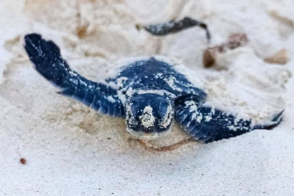 Small turtle on the beach