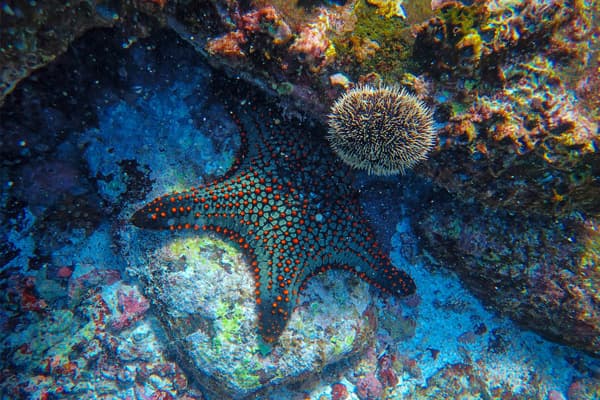 Starfish in the coral