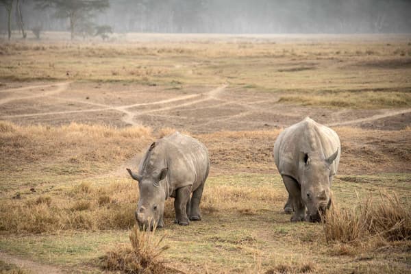 Pair of Rhino at Lake Nakuru National Park