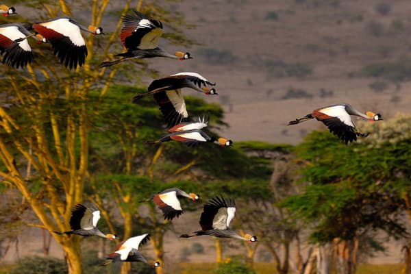 Flock of crested crane flying