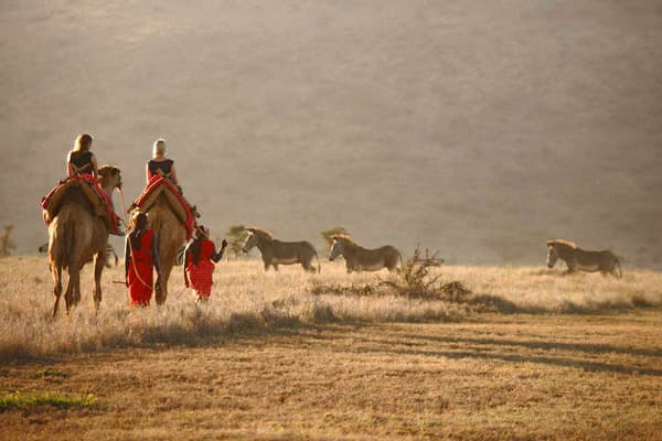 Tourists on camels in the wild